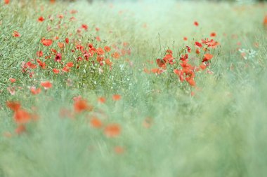 Polonya 'da yaz otlağında kırmızı tarla gelincikleri