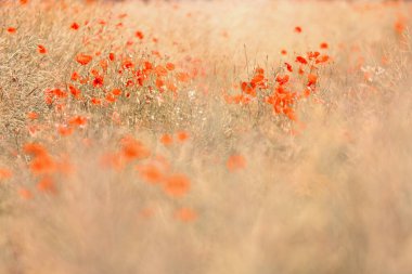 Polonya 'da yaz otlağında kırmızı tarla gelincikleri