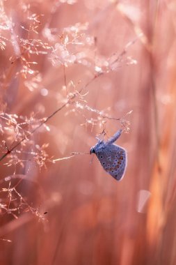 Mavi icarus kelebeği (Polyommatus icarus), yaz sabahı, böceklerle dolu çayır