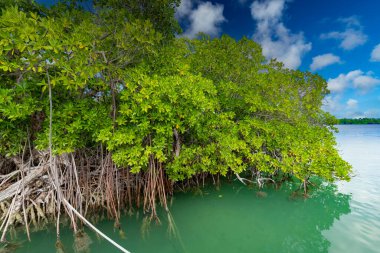 Küba 'daki Mangrove ormanları. Tropik ıssız ada. Atlantik Okyanusu 'nda berrak su üzerinde bir tatil gezisi. Vahşi egzotik bitki örtüsü. Duvar kağıdı.