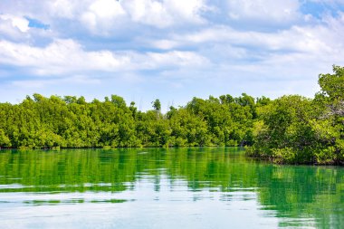 Küba 'daki Mangrove ormanları. Tropik ıssız ada. Atlantik Okyanusu 'nda berrak su üzerinde bir tatil gezisi. Vahşi egzotik bitki örtüsü. Duvar kağıdı.