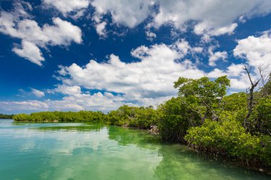 Küba 'daki Mangrove ormanları. Tropik ıssız ada. Atlantik Okyanusu 'nda berrak su üzerinde bir tatil gezisi. Vahşi egzotik bitki örtüsü. Duvar kağıdı.