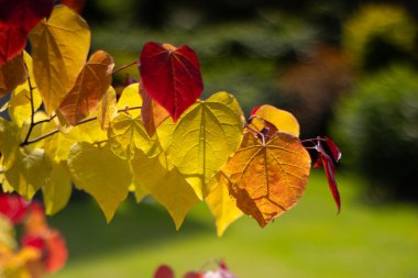 Sonsuz Ateş (Cercis canadensis), renkli yaprak, sarı, yeşil, turuncu, kırmızı. Süs olarak bir ağaç, dekorasyon, yaz bahçesi. Kalp şeklinde yapraklar. Doğa, duvar kağıdı.