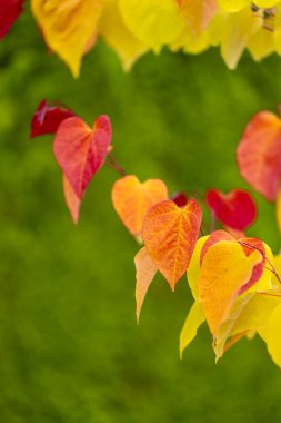 Eternal Flame (Cercis canadensis), colorful leaf, yellow, green, orange, red. A tree as an ornament, decoration, summer garden. Heart-shaped leaves. Nature, wallpaper clipart