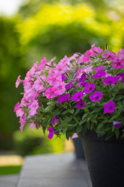 Asılı petunya, süpertunya manzarası, renkli çiçekler, yaz bahçesi, bitki yetiştirme, botanik, çeşitlilik. Pembe çiçek rengi, yeşil arkaplan, duvar kağıdı