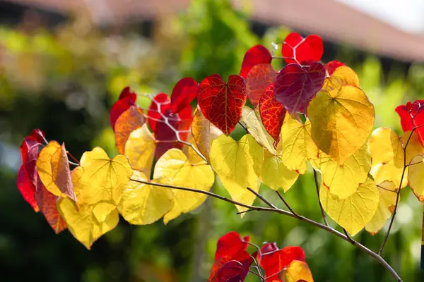 stock image Eternal Flame (Cercis canadensis), colorful leaf, yellow, green, orange, red. A tree as an ornament, decoration, summer garden. Heart-shaped leaves. Nature, wallpaper