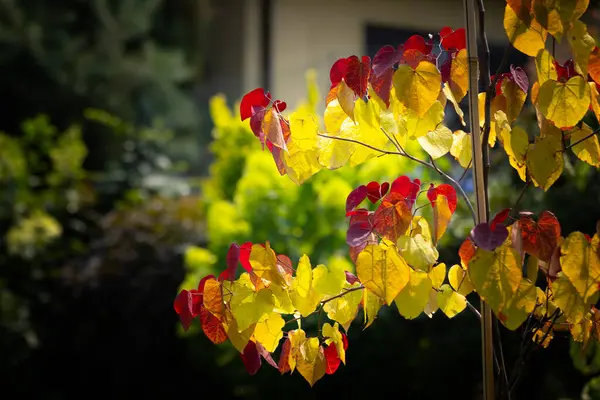 Sonsuz Ateş (Cercis canadensis), renkli yaprak, sarı, yeşil, turuncu, kırmızı. Süs olarak bir ağaç, dekorasyon, yaz bahçesi. Kalp şeklinde yapraklar. Doğa, duvar kağıdı.