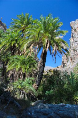 Yunanistan 'ın Girit Adası' nda nehir ve egzotik palmiye ormanları olan Preveli 'nin güzel kumlu sahillerinde tatil ve dinlenme