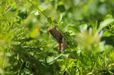 Ağustos böcekleri, tropikal böcekler, yeşil yaprak, Yunanistan 'daki ağaçlar, yeşil, doğal arka plan