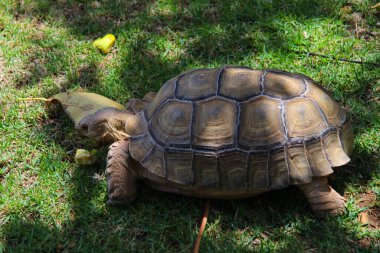 Egzotik Lanzarote adasında Steppe kaplumbağası, sürüngenler.