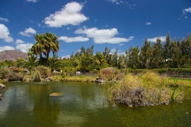 Lanzarote 'daki güzel bahçe, kanarya adaları. egzotik bitkiler
