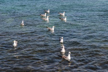 İspanya 'nın Lanzarote adasının volkanik sahillerindeki martılar.