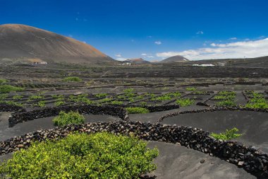 İspanya 'nın Kanarya Adaları' ndaki Lanzarote volkanik adasında üzüm yetişiyor.