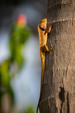 Tropik bahçe kertenkelesi Tayland 'da egzotik bir ağacın gövdesinde oturur. Duvar kağıdı, tasarım için arka plan.