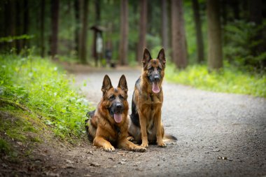 İki safkan Alman çoban köpeği yeşil bir ormanda oturur, duvar kağıdı, tasarım için arka plan