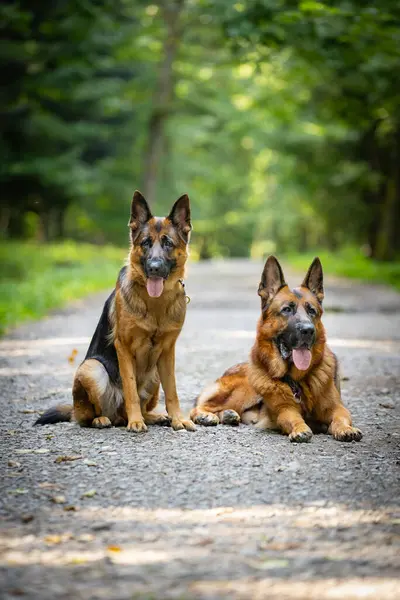 İki safkan Alman çoban köpeği yeşil bir ormanda oturur, duvar kağıdı, tasarım için arka plan