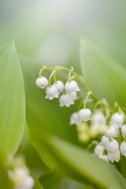Vadinin güzel beyaz zambakları bahar ormanlarında çiçek açar, yeşil arka plan, çiçek duvar kağıtları