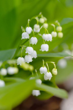 Vadinin güzel beyaz zambakları bahar ormanlarında çiçek açar, yeşil arka plan, çiçek duvar kağıtları