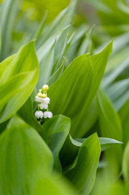 Vadinin güzel beyaz zambakları bahar ormanlarında çiçek açar, yeşil arka plan, çiçek duvar kağıtları