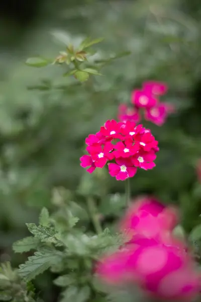 Pembe bahçe verbena çiçekleri (Verbena melezi) çiçek duvar kağıdı, bulanık arkaplan