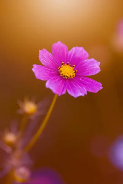 stock image Pink cosmos flowers (Cosmos bipinnatus) in the garden, floral wallpaper, blurry background