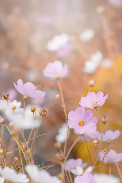 stock image Pink cosmos flowers (Cosmos bipinnatus) in the garden, floral wallpaper, blurry background