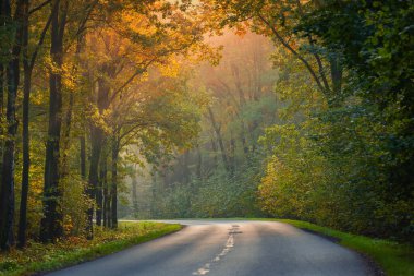Güzel bir sonbahar ormanında bir yol.