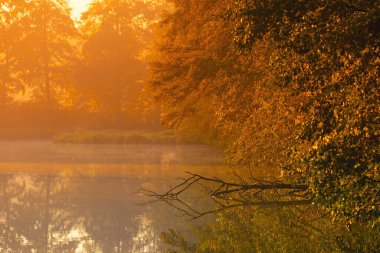Ormanda güzel bir gün doğumu