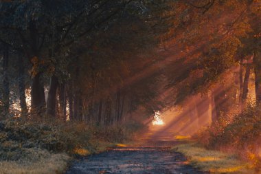 colorful autumn landscape with trees in the park