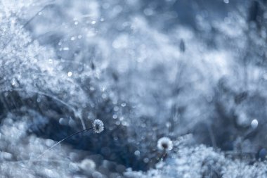 Donmuş karla kaplı çimenler - yakın, doğal arkaplan