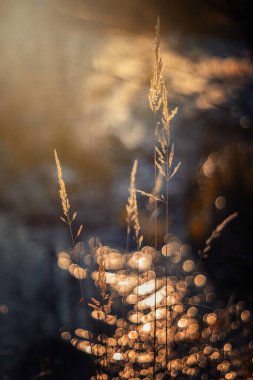 Bokeh efektli soyut arkaplan