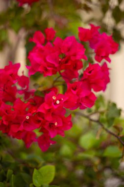 Egzotik kırmızı ve pembe bougainvillea çiçekleri, yaz renkli egzotik bahçeler, çiçekli tropikal asmalar, bulanık arka plan, makro yakın plan, bahçe dekorasyonu, Tunus, Cerba adası