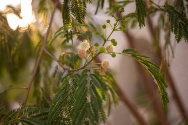 White Mimosa (Leucaena leucocephala - River Tamarind), exotic tree or shrub, Bonsai tree, white flowers, background or wallpaper for design clipart