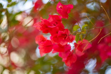 Egzotik kırmızı ve pembe bougainvillea çiçekleri, yaz renkli egzotik bahçeler, çiçekli tropikal asmalar, bulanık arka plan, makro yakın plan, bahçe dekorasyonu, Tunus, Cerba adası