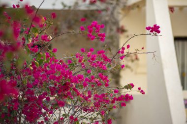 Egzotik kırmızı ve pembe bougainvillea çiçekleri, yaz renkli egzotik bahçeler, çiçekli tropikal asmalar, bulanık arka plan, makro yakın plan, bahçe dekorasyonu, Tunus, Cerba adası