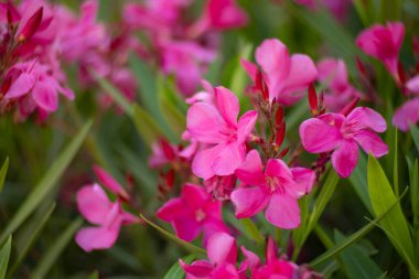 Pembe zakkum çiçeği, çiçek açan tropikal çalılar, arka plan ya da tasarımın için duvar kağıdı