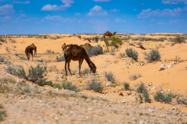 Dromedarialı egzotik manzara ve turuncu Sahra kumları, mavi gökyüzü ve Tunus 'ta yanan güneş, tasarım veya arka plan için duvar kağıdı