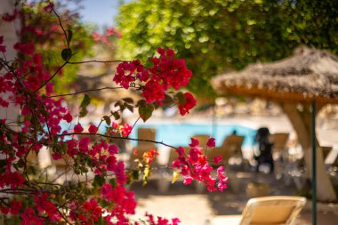 Yaz tatili, Tunus 'un Djerba adasındaki yüzme havuzunda dinlenme ve dinlenme. Etrafı egzotik bitki örtüsüyle çevrili. Tasarım veya arka plan için duvar kağıdı.