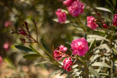 Pembe zakkum çiçeği, çiçek açan tropikal çalılar, arka plan ya da tasarımın için duvar kağıdı