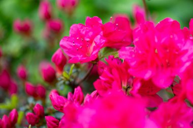 Azalea (Rhododendron japonicum), pembe bahar çiçekleri, yeşil arka plan, çiçek deseni, çiçek duvar kağıdı