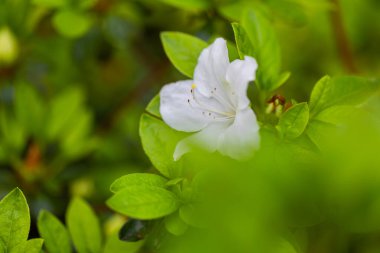 Azalea (Rhododendron japonicum), beyaz bahar çiçekleri, yeşil arka plan, çiçek deseni, çiçek duvar kağıdı