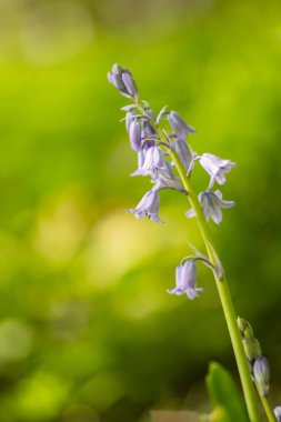 Hyacinthoides çiçeklerinin mor çanları - (Hispanica Blue) veya (Scilla Hispanica), ormandaki bahar mevsimi, yeşil arka plan veya yeşil duvar kağıdı