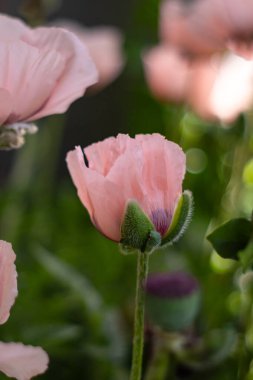 Doğulu gelincik 'Prenses Victoria Louise', pembe çiçekler, çiçek arkaplanı ya da tasarımın için duvar kağıdı