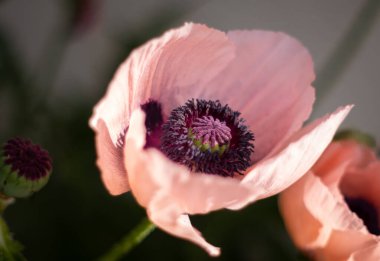 Doğulu gelincik 'Prenses Victoria Louise', pembe çiçekler, çiçek arkaplanı ya da tasarımın için duvar kağıdı