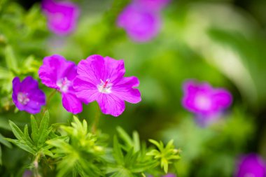 Kırmızı sardunya 'Max Frei' sardunya sanguinyum, pembe çiçekler, baharda bahçede, yeşil arka planda veya çiçek duvar kağıtlarında