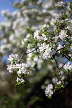 Bahar bahçesinde çiçek açan elma ağacının beyaz çiçekleri. Çiçek açan bahar ağaçları, çiçek arkaplanı ya da duvar kağıdı