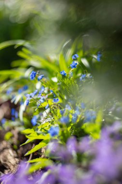 Spring blue flowers Omphalodes verna, spring season in the garden, green background or green wallpaper for your design clipart