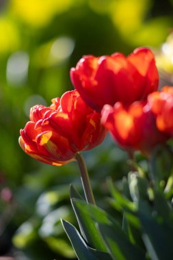 Bahçede kırmızı çiçek açan laleler, çiçekli duvar kağıtları, arka plan, dizayn için çiçek deseni