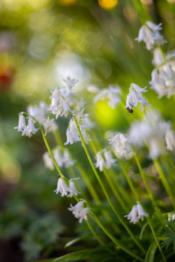 Beyaz çiçekler, doğal bahçe, İspanyol sümbülü (Hyacinthoides hispanica), çiçek duvar kağıdı, dizayn için çiçek deseni