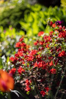 Azalea (Rhododendron japonicum), kırmızı bahar çiçekleri, yeşil arkaplan, çiçek deseni, çiçek duvar kağıdı